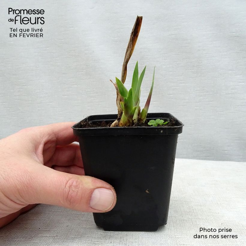 Iris Wabash - Tall Bearded Iris 8/9 cm pot sample as delivered in winter