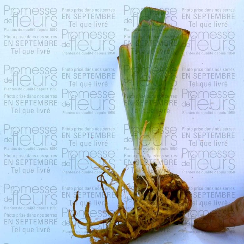 Example of Iris Wild Frontier 8/9 cm pot specimen as delivered