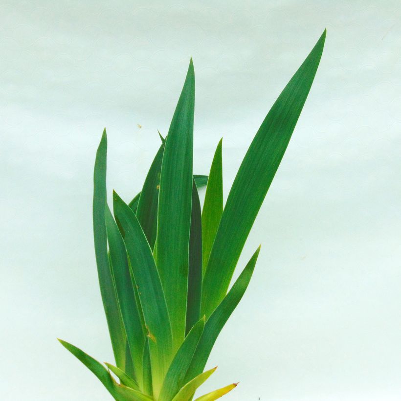 Iris Wild Frontier (Foliage)