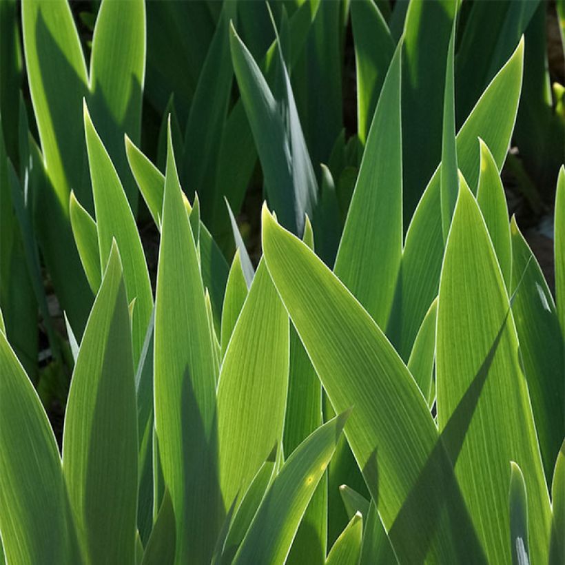 Iris Yaquina Blue - Tall Bearded Iris (Foliage)