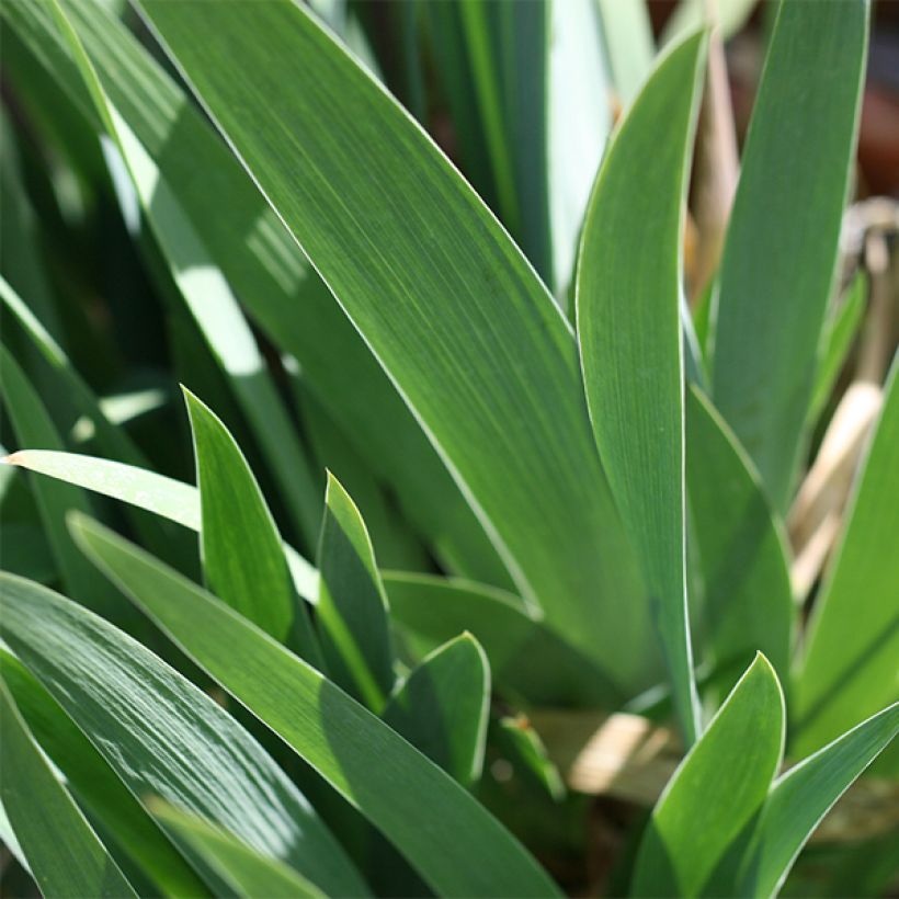 Iris Young Blood - Tall Bearded Iris (Foliage)