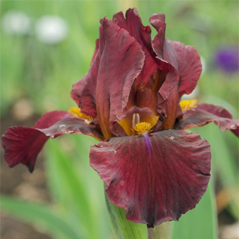 Iris Young Blood - Tall Bearded Iris (Flowering)