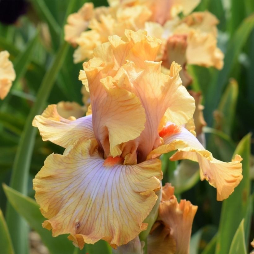 Iris germanica Ambertime - Bearded Iris (Flowering)