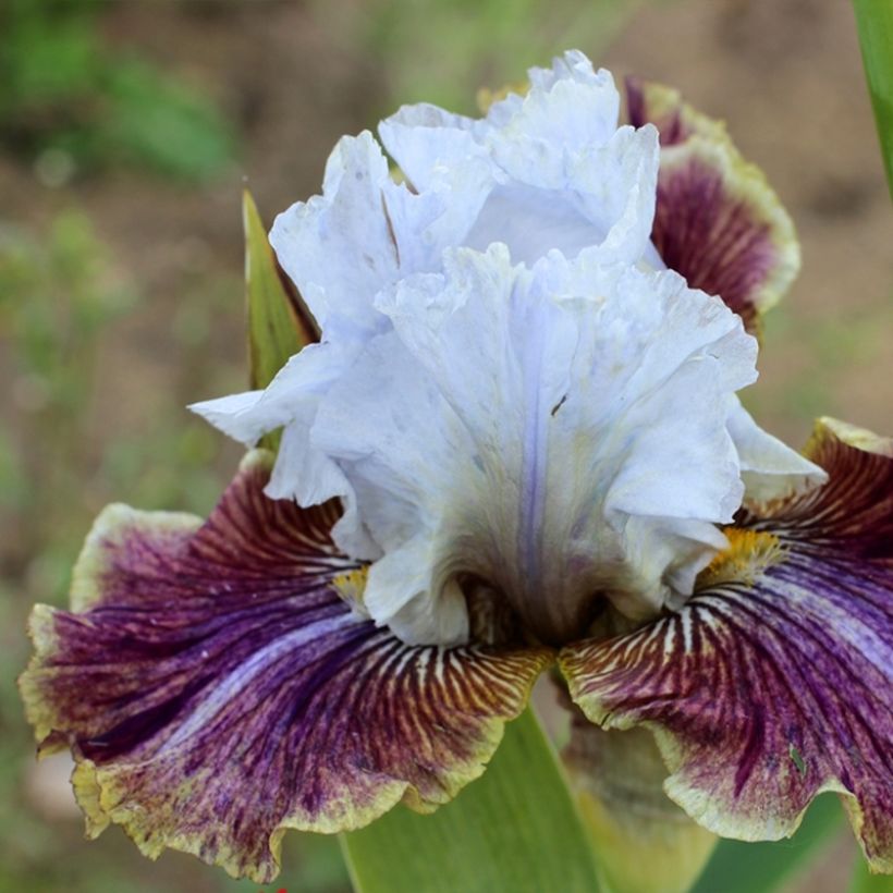 Iris germanica Coloration Végétale - Bearded Iris (Flowering)