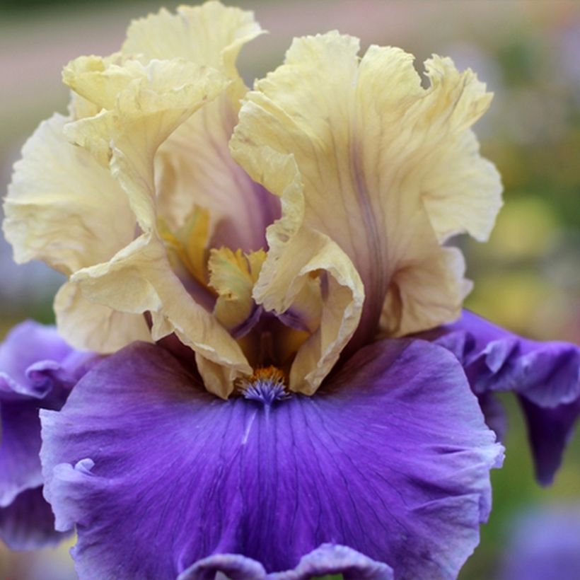 Iris germanica Guernazelle (Flowering)