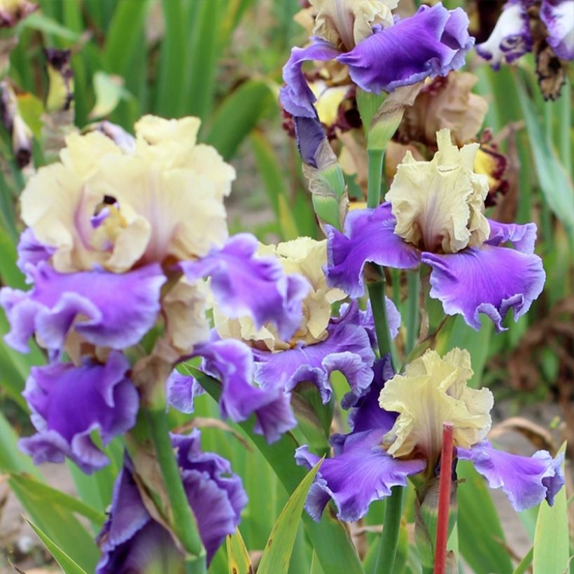 Iris germanica Guernazelle (Plant habit)