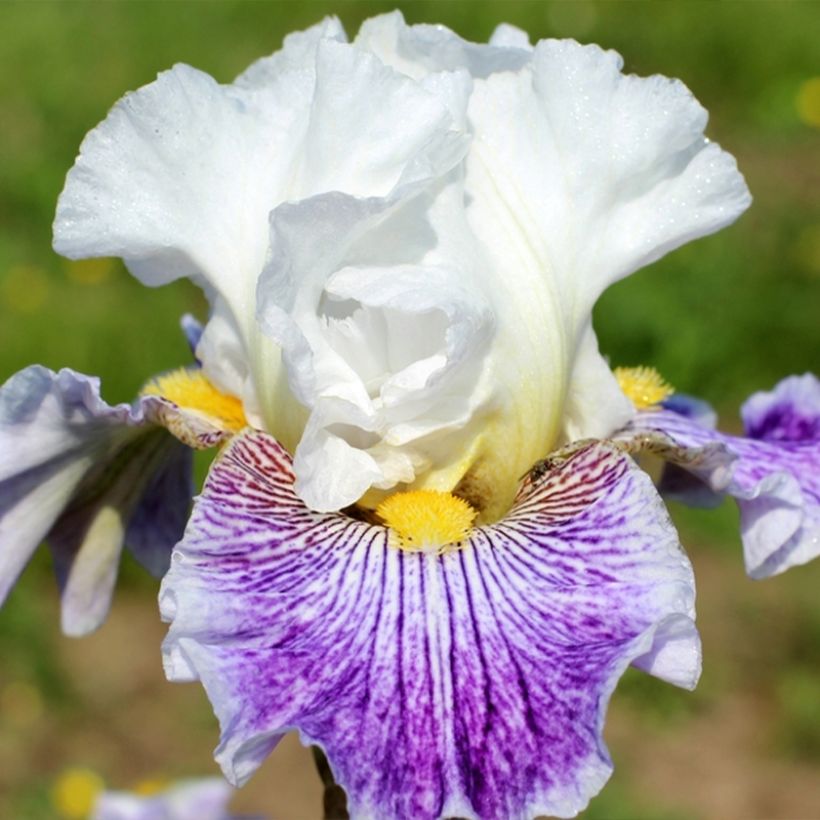 Iris Palette De Peintre - Bearded Iris (Flowering)