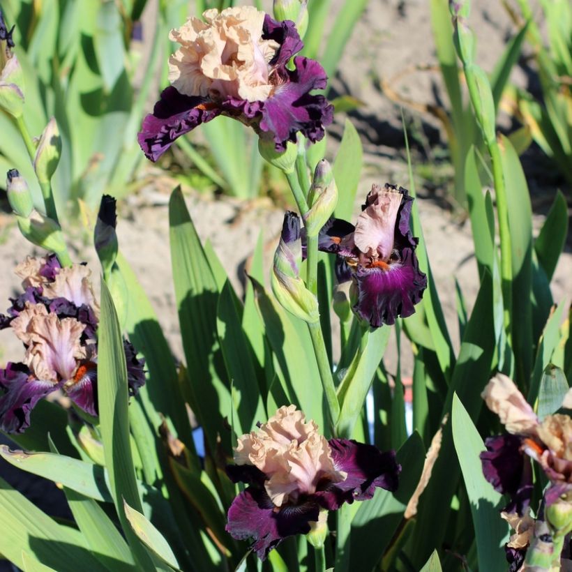 Iris Sacrée Gralée - Bearded Iris (Plant habit)