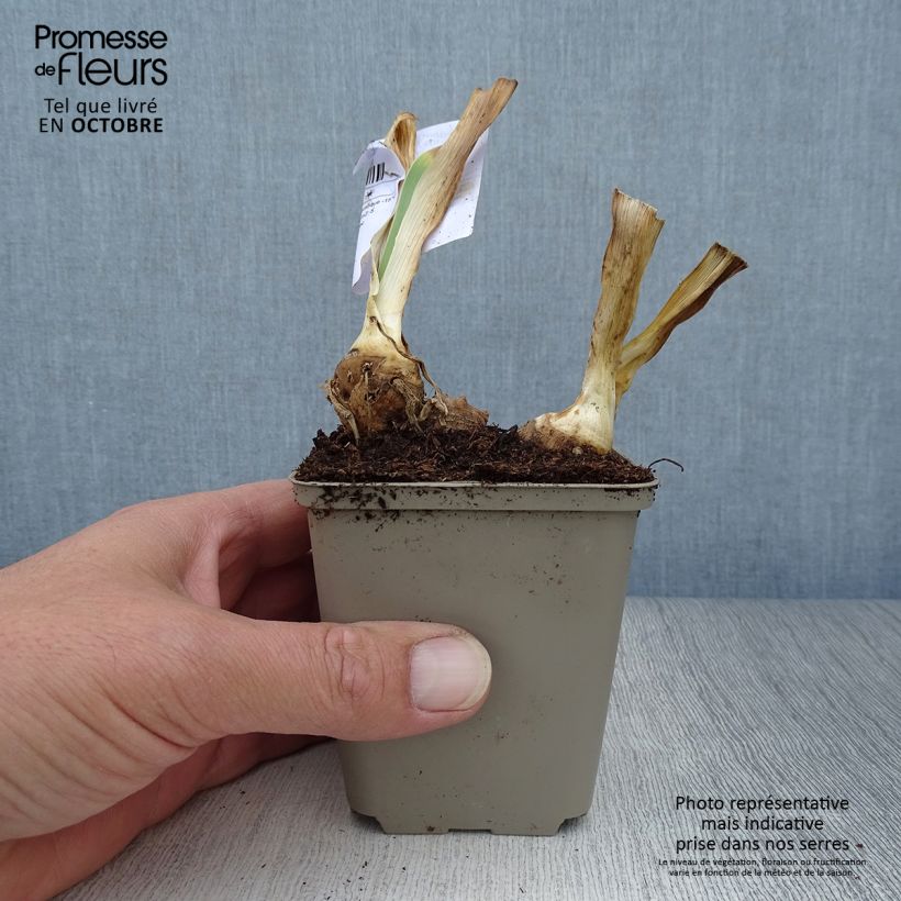 Iris germanica Italiques - Bearded Iris 8/9 cm pot sample as delivered in autumn