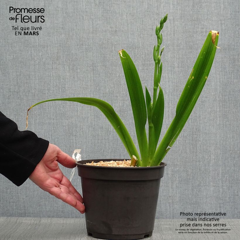 Iris japonica 3L/4L pot sample as delivered in spring