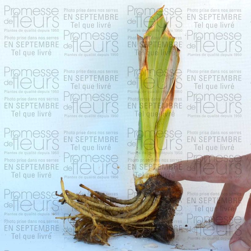 Example of Iris germanica Lady Friend 8/9 cm pot specimen as delivered