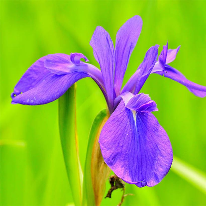 Iris laevigata - Water Iris (Flowering)