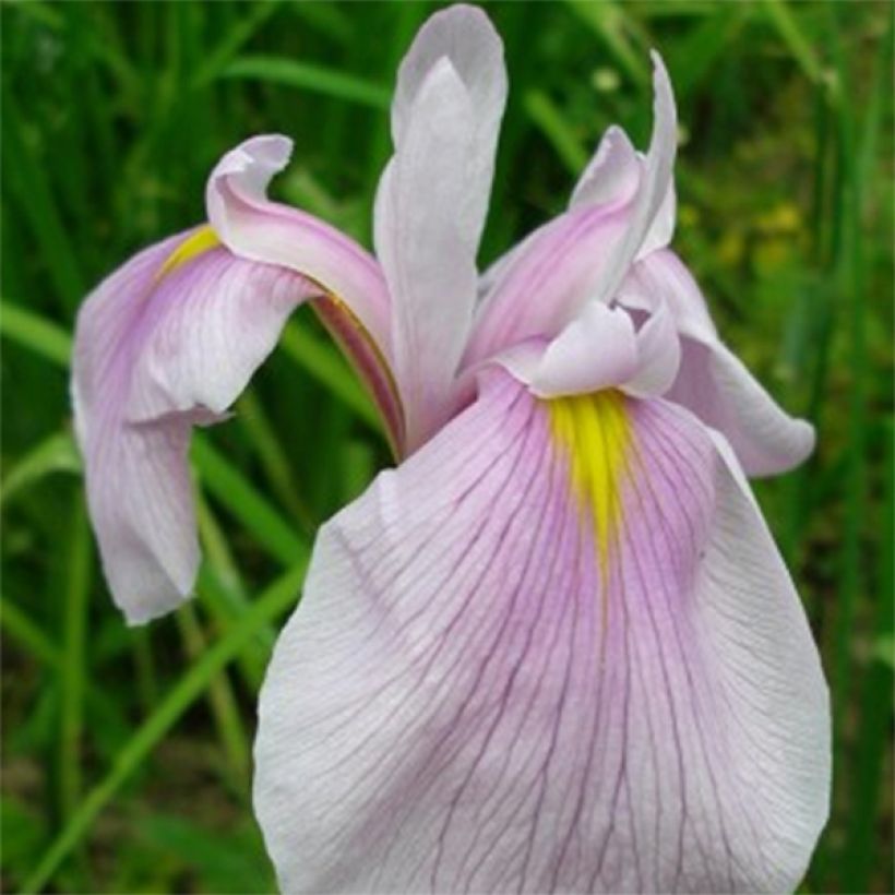 Iris laevigata Queen Victoria - Water Iris (Flowering)
