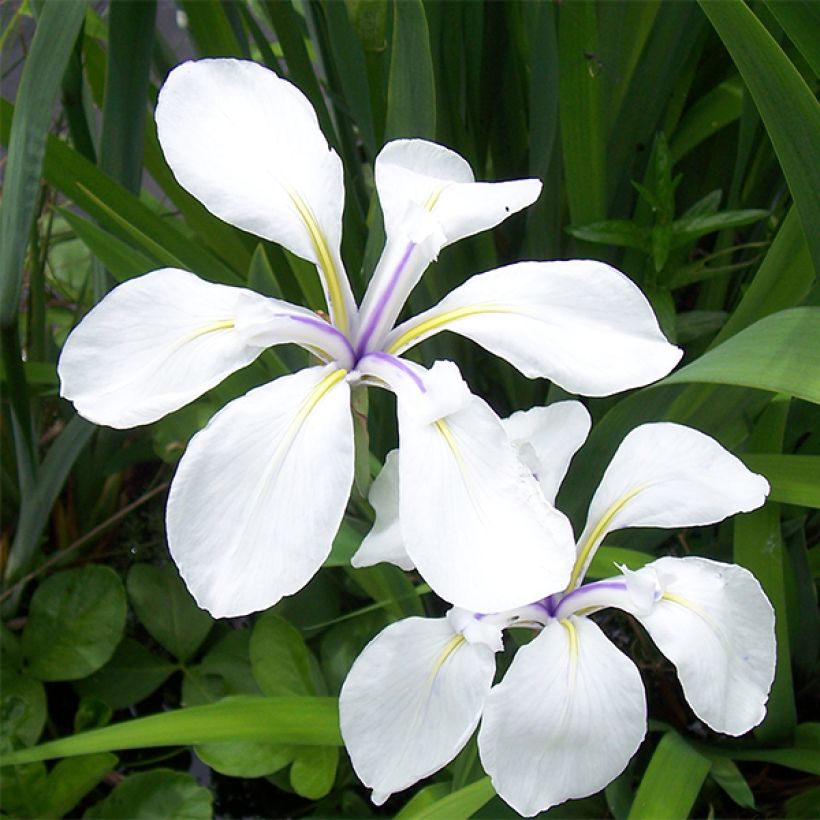 Iris laevigata Snowdrift - Water Iris (Flowering)