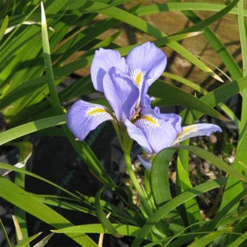 Iris lazica (Flowering)