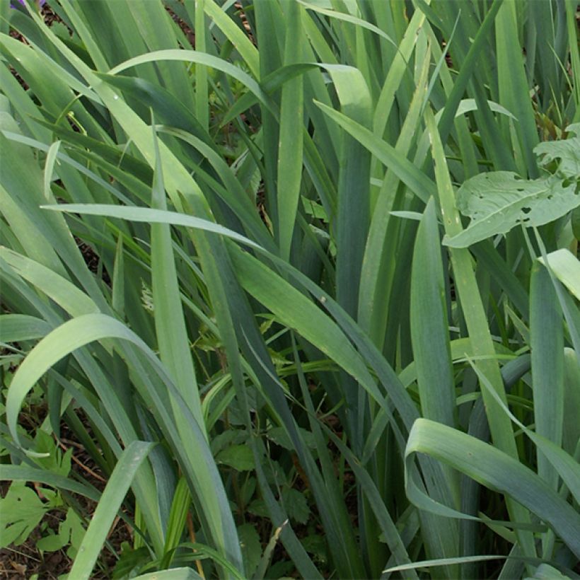 Iris Gulf Shores (Foliage)