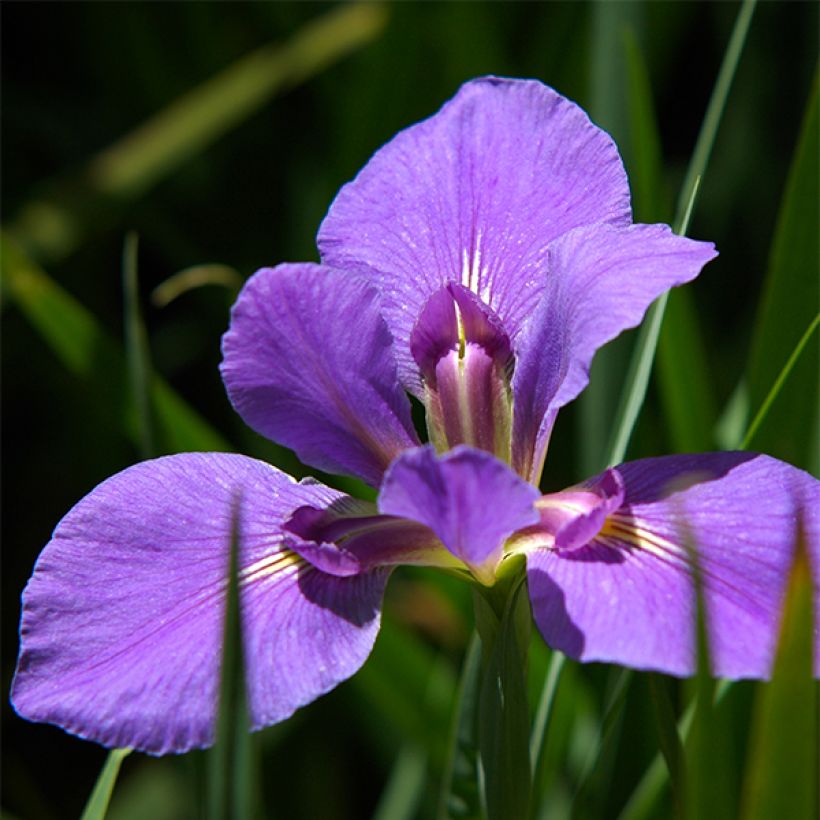 Iris Gulf Shores (Flowering)