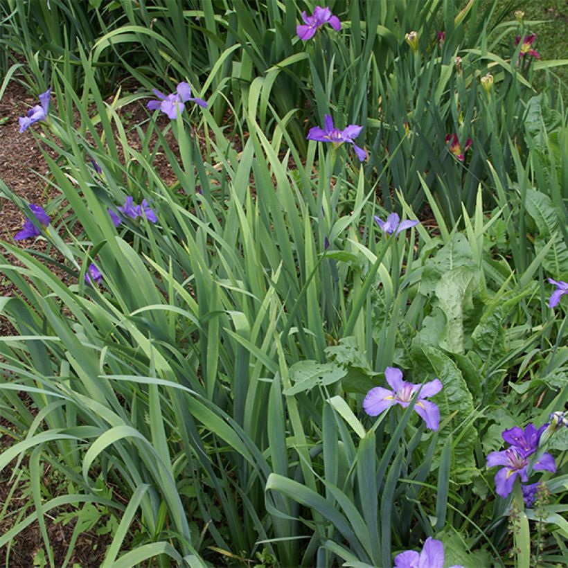 Iris Gulf Shores (Plant habit)
