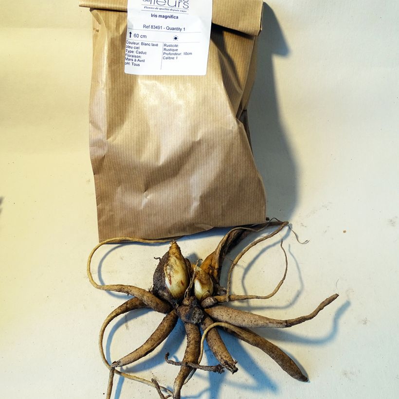 Example of Iris magnifica  Bulb size I specimen as delivered