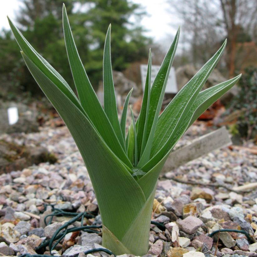 Iris magnifica alba (Foliage)