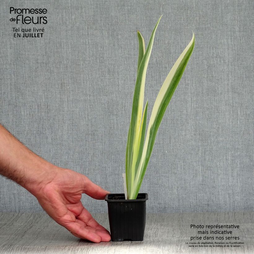 Iris pallida Variegata - Sweet Iris 8/9 cm pot sample as delivered in summer