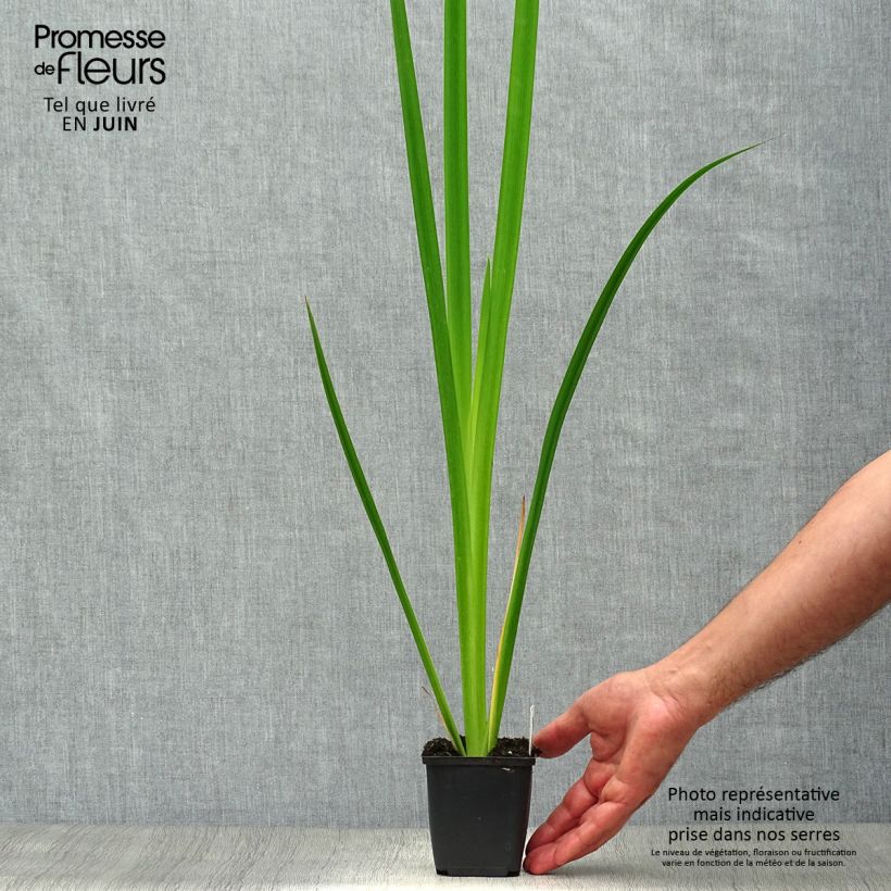 Iris pseudacorus - Yellow Flag 8/9 cm pot sample as delivered in summer