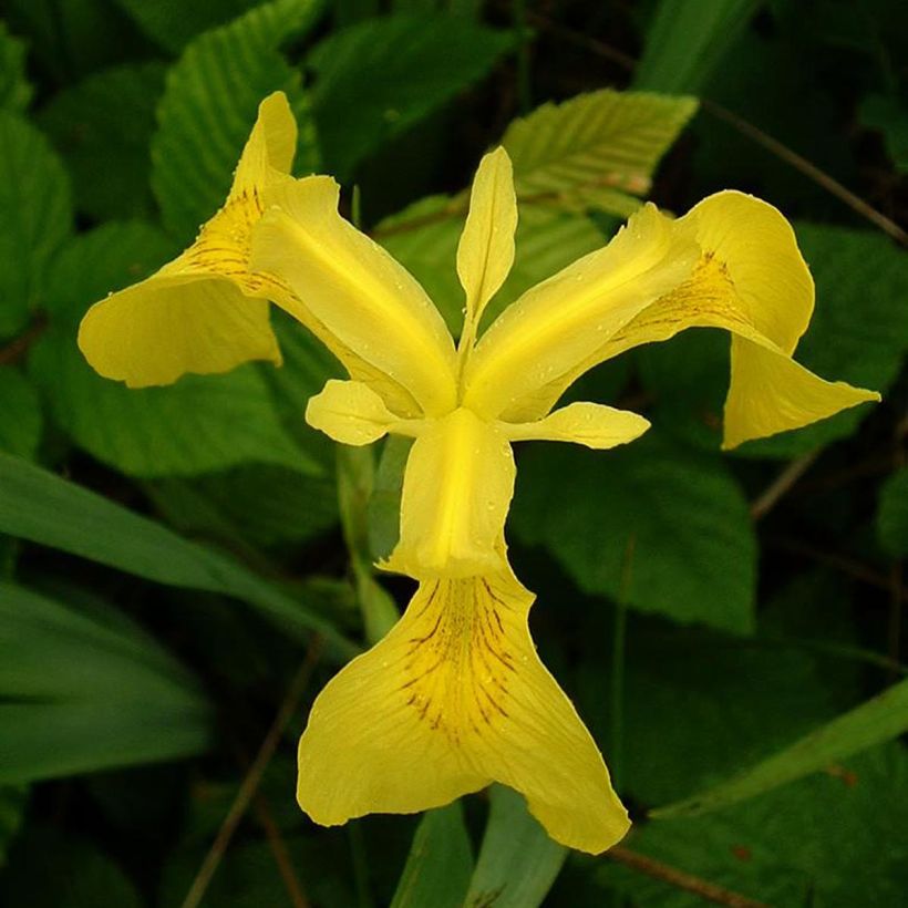 Iris pseudacorus - Yellow Flag (Flowering)