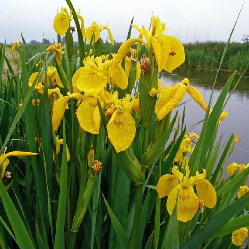 Iris pseudacorus - Yellow Flag (Foliage)