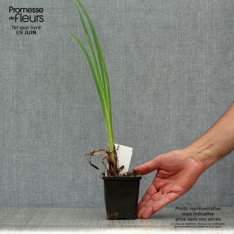 Iris pseudacorus var. bastardii - Yellow Flag 8/9 cm pot sample as delivered in summer
