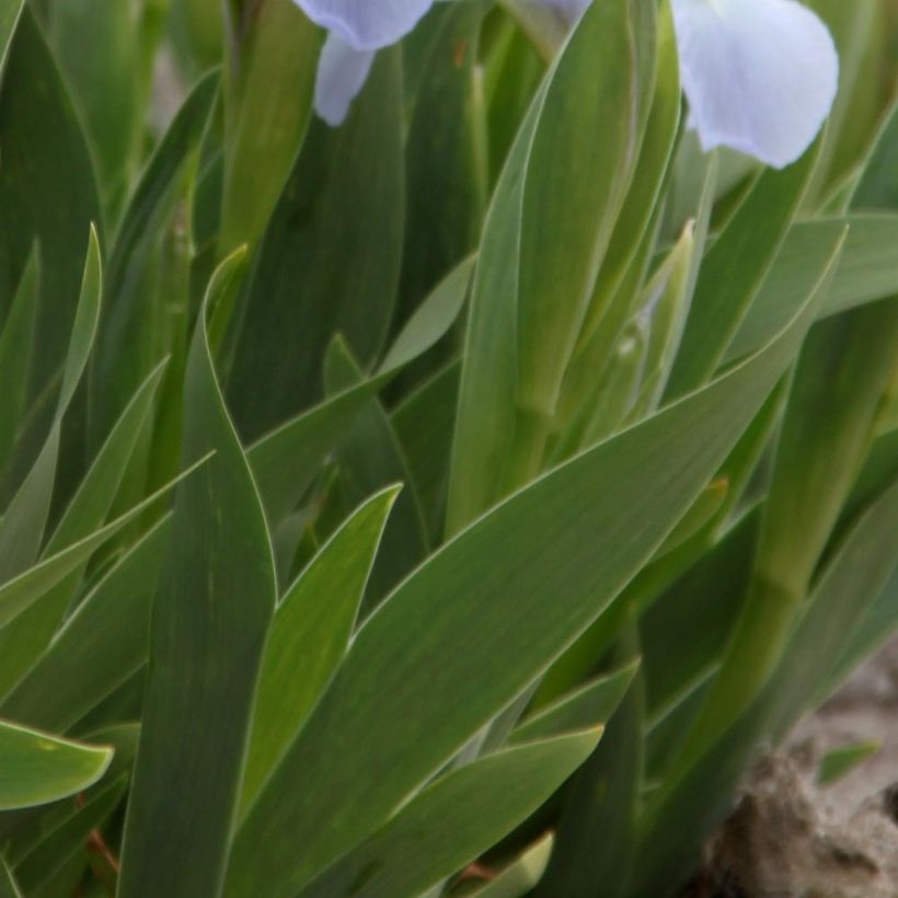 Iris Blue Denim - Dwarf bearded Iris (Foliage)
