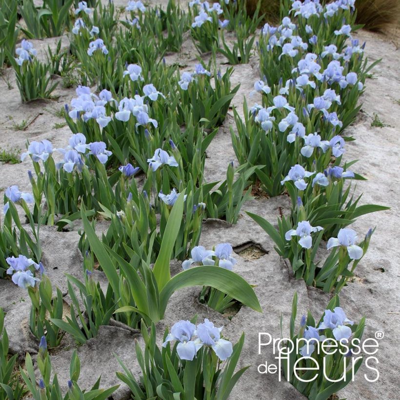 Iris Blue Denim - Dwarf bearded Iris (Plant habit)