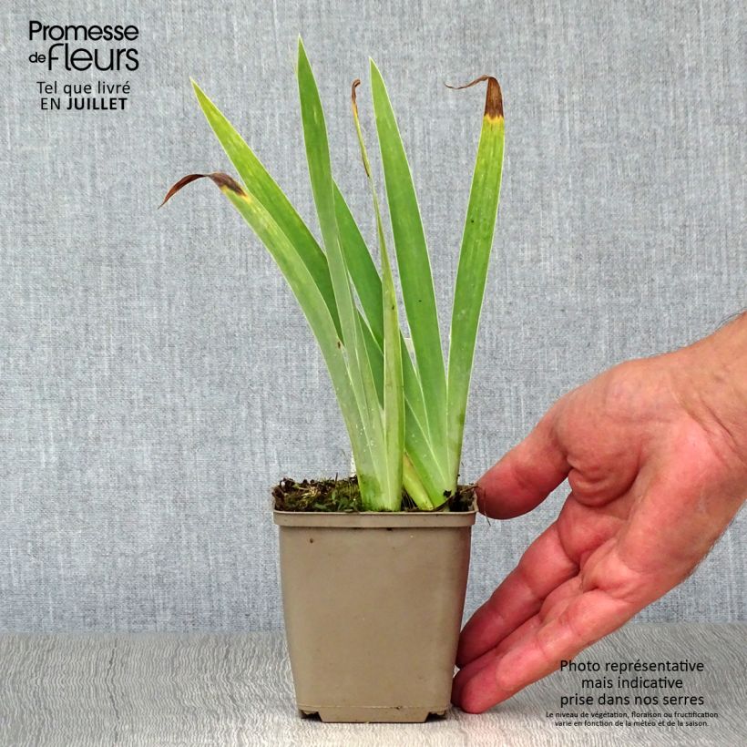 Iris Blue Denim - Dwarf bearded Iris 8/9 cm pot sample as delivered in summer