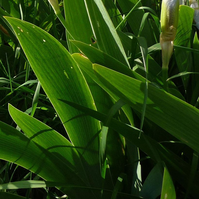 Iris pumila Bright White - Dwarf bearded Iris (Foliage)