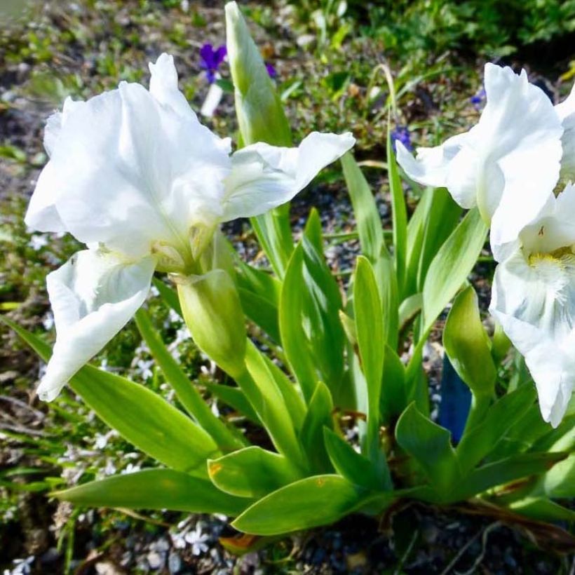 Iris pumila Bright White - Dwarf bearded Iris (Flowering)