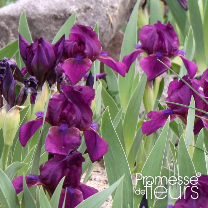 Iris Cherry Garden (SDB) (Foliage)