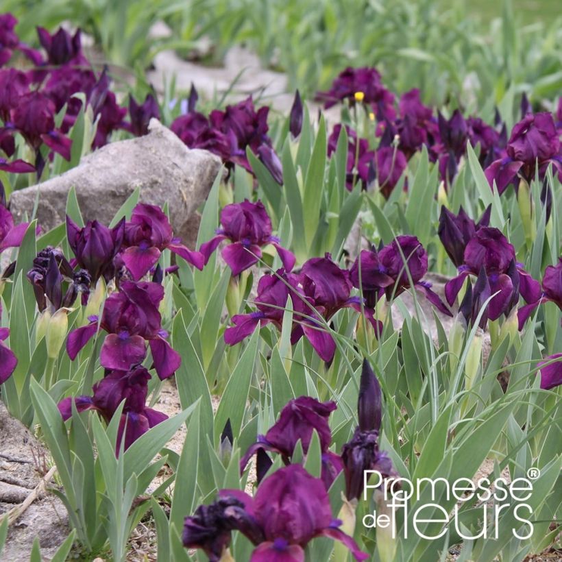 Iris Cherry Garden (SDB) (Plant habit)