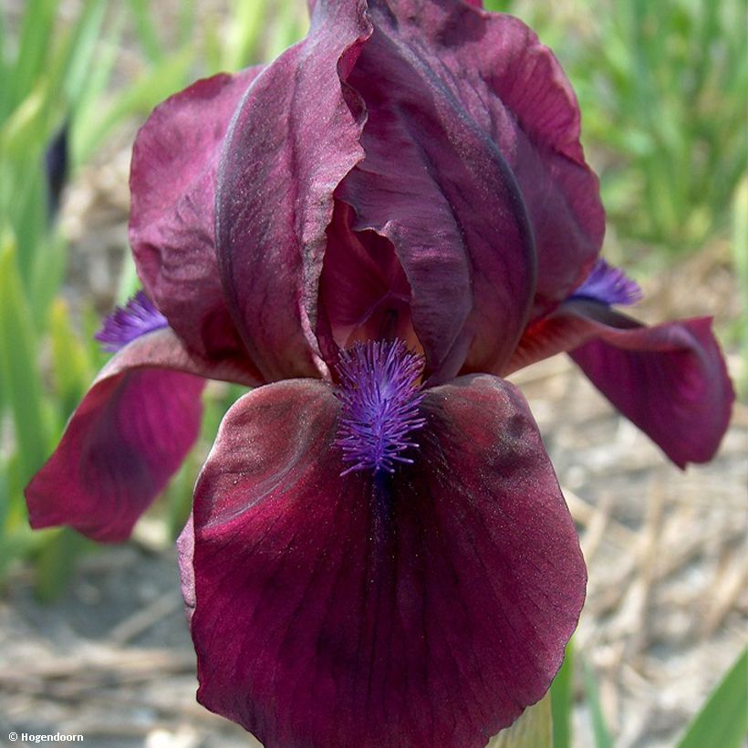 Iris Cherry Garden (SDB) (Flowering)