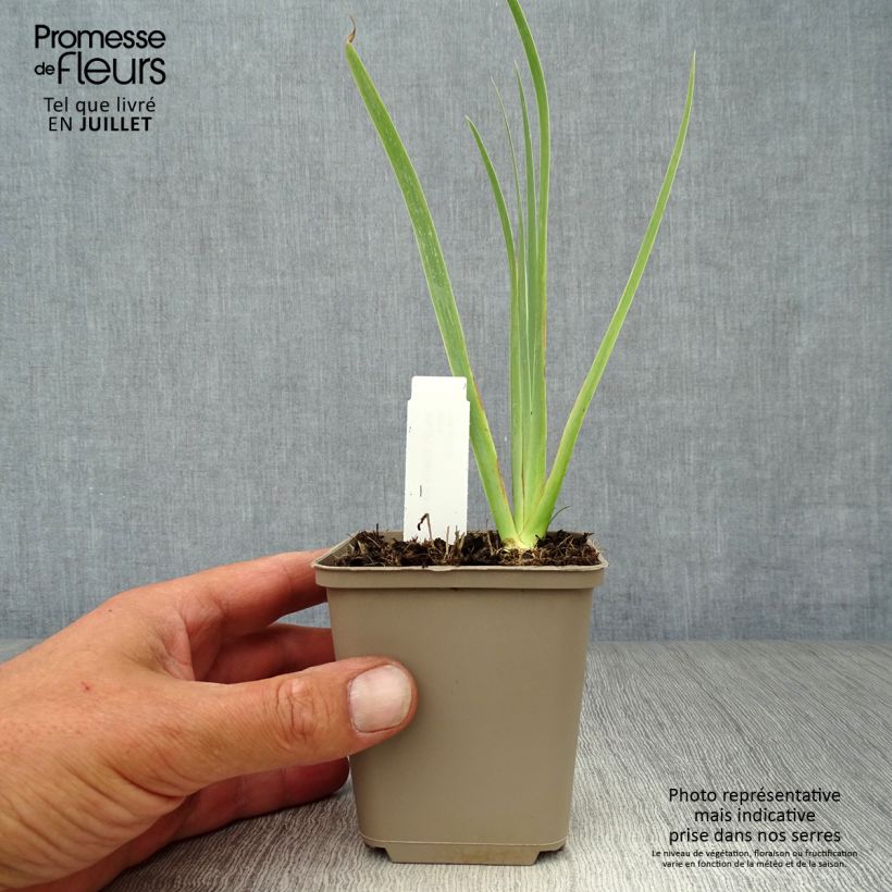 Iris Cherry Garden (SDB) 8/9 cm pot sample as delivered in summer