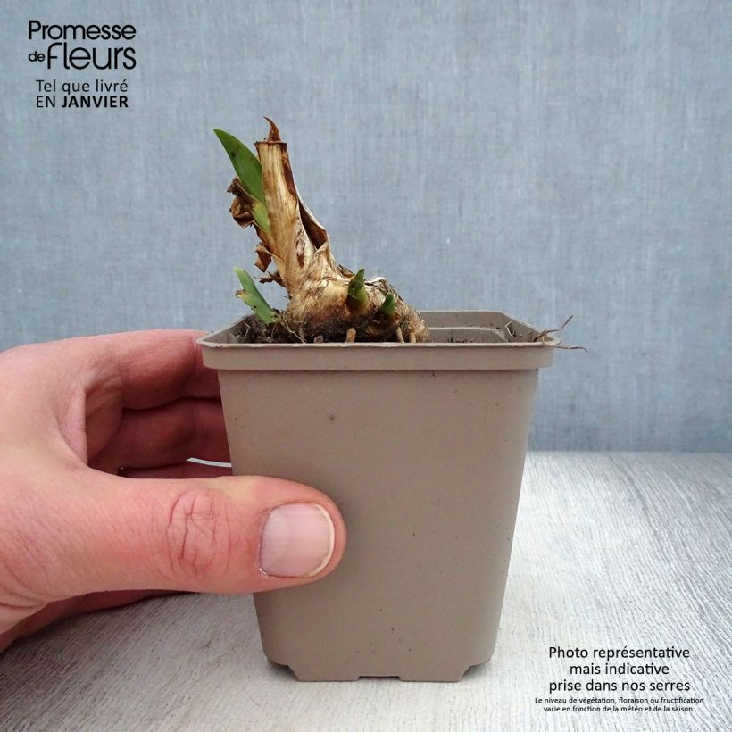 Iris pumila Dream Stuff - Dwarf bearded Iris 8/9 cm pot sample as delivered in winter