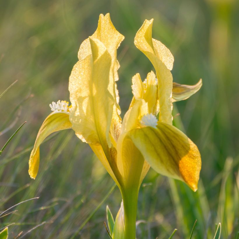 Iris pumila Yellow - Dwarf bearded Iris (Flowering)