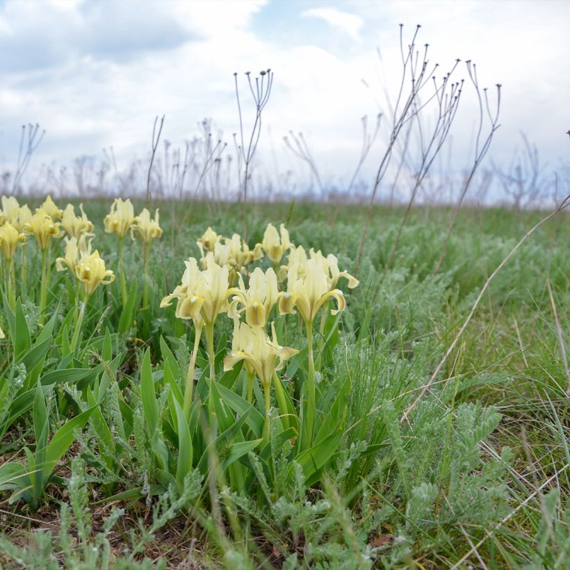 Iris pumila Yellow - Dwarf bearded Iris (Plant habit)