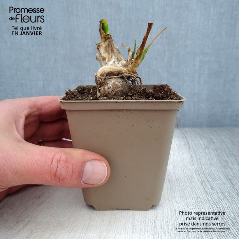 Iris pumila LA Ballet - Dwarf bearded Iris 8/9 cm pot sample as delivered in winter
