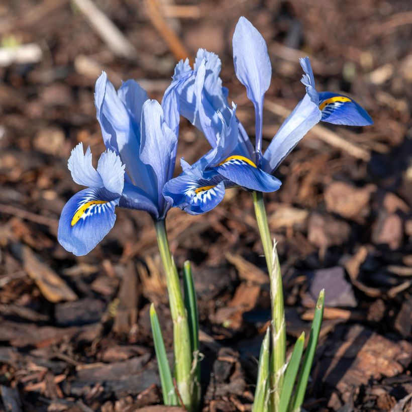 Iris reticulata Alida - Netted iris (Plant habit)