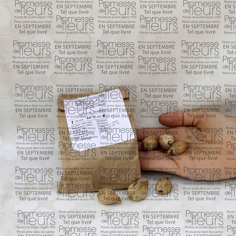 Example of Iris reticulata Cantab - Netted iris Bulb size 5+ specimen as delivered