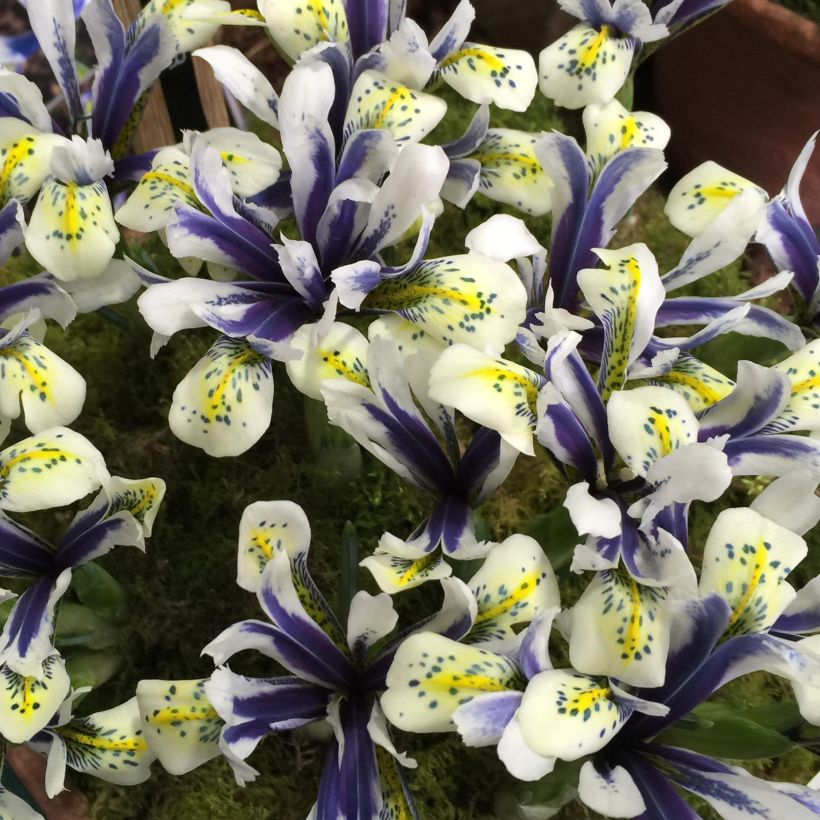 Iris reticulata Eyecatcher (Flowering)