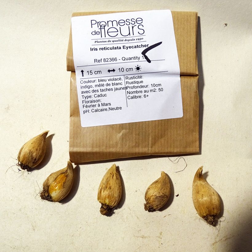 Example of Iris reticulata Eyecatcher Bulb size 6+ specimen as delivered