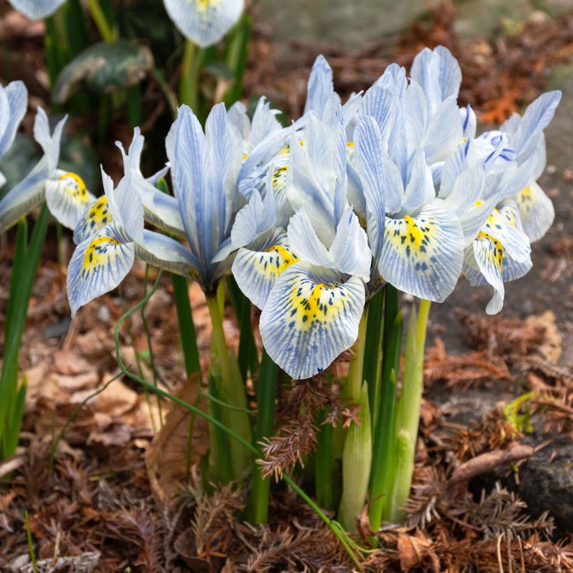 Iris reticulata Katharina Hodgkin (Plant habit)