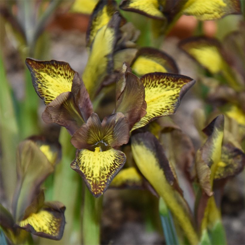 Iris reticulata Mars Landing (Flowering)