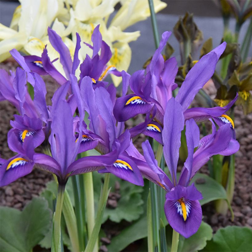 Iris reticulata Scent Sational (Flowering)