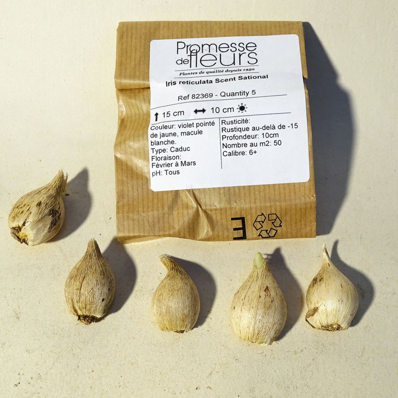 Example of Iris reticulata Scent Sational Bulb size 5+ specimen as delivered